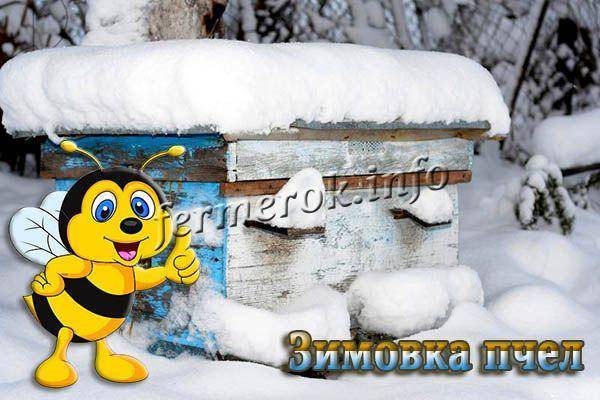Особенности содержания пчёл зимой: подготовка