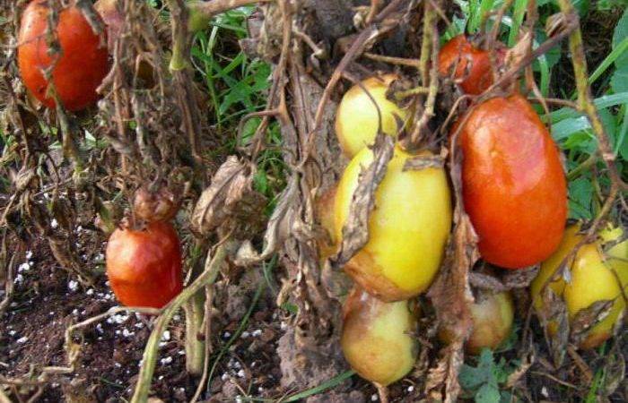 Фитофтора на помидорах: признаки и причины появления, способы лечения