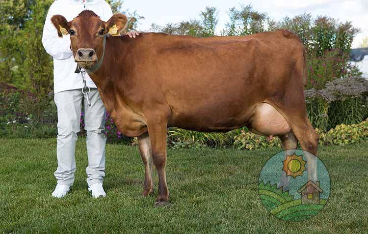 Описание голштинской породы коров