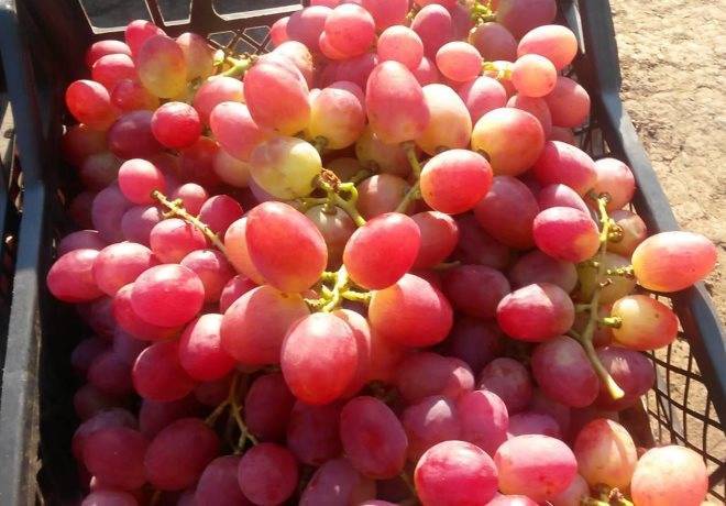 Виноград анюта: описание и особенности сорта, посадка и уход, советы садоводов