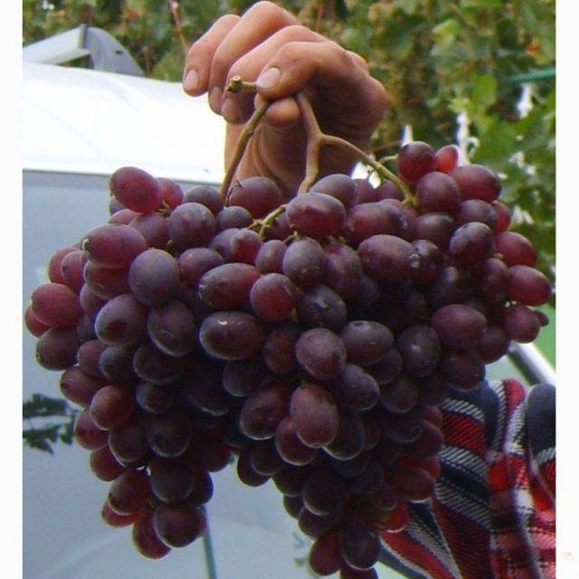«марадона» — характеристика сорта винограда