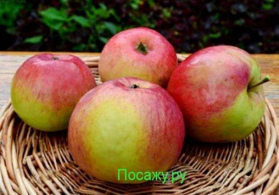 Яблоня богатырь — описание сорта, посадка и уход