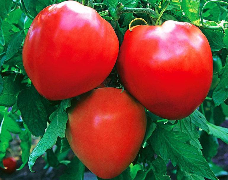 Томат «бычье сердце оранжевое»: томат с высокими вкусовыми качествами и урожайностью