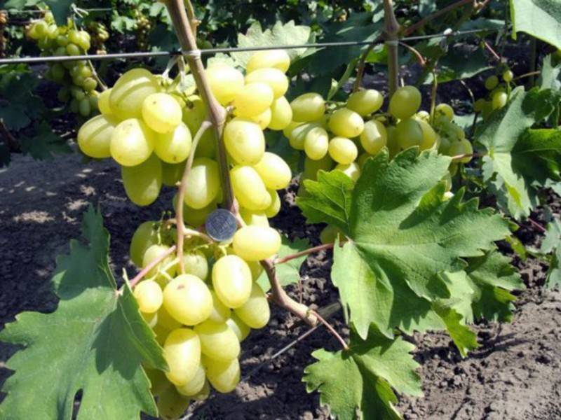 Виноград бажена: описание сорта, особенности выращивания, отзывы