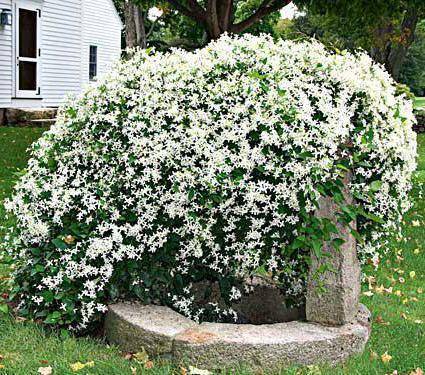 Клематис (clematis): секреты выращивания