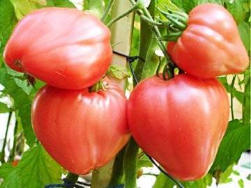 Популярные штамбовые сорта помидоров