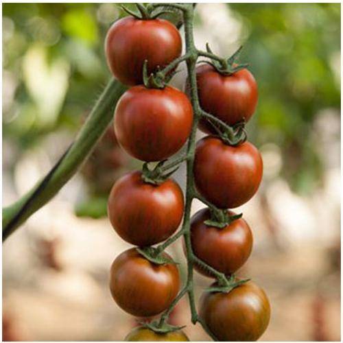 11 лучших сортов томатов для теплицы и открытого грунта – рейтинг от наших читателей