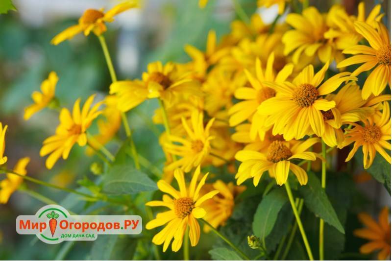 Цветок гелиотроп: выращивание из семян, фото, уход и посадка в открытый грунт, свойства