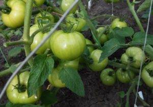 Сладкое чудо уолфорда: как выращивать американский томат. подробное описание и рекомендации садоводов