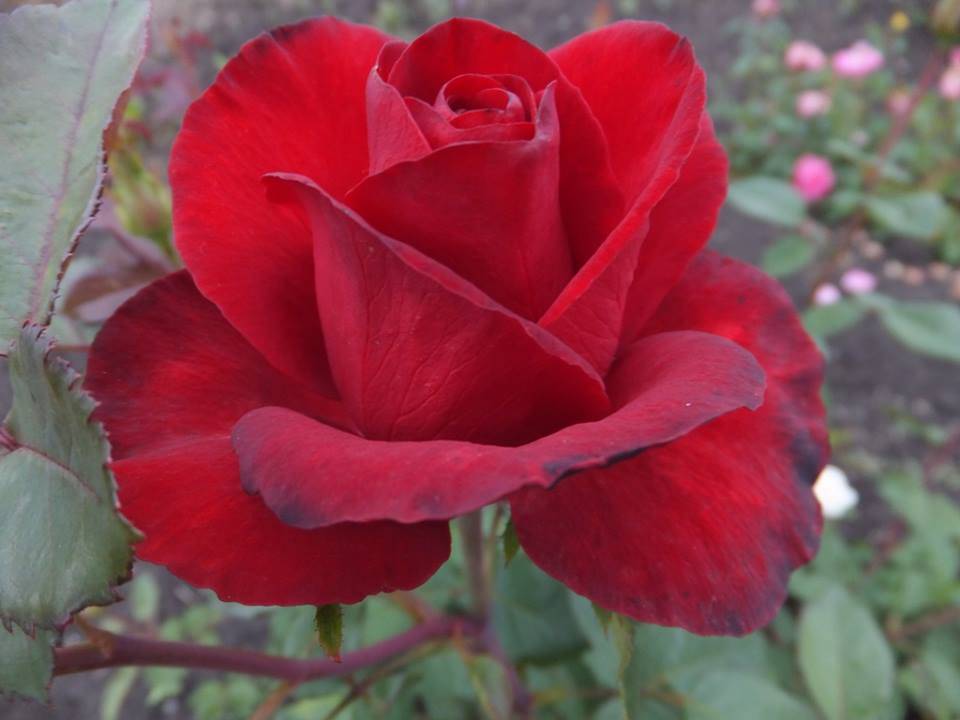 Роза гранд аморе: фото и описание данного супер сорта, использование в ландшафтном дизайне и история возникновения, а также нюансы цветения и ухода за растением