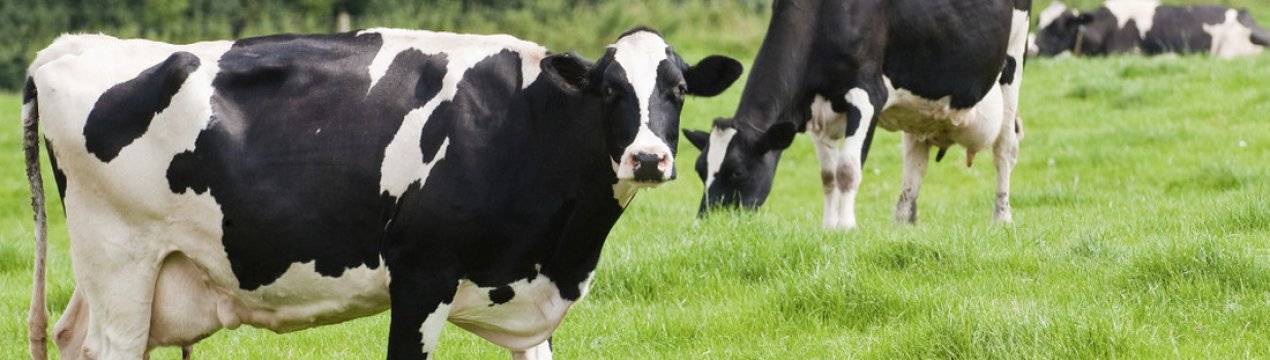 Преимущества черно-пестрой породы коров, правила содержания и особенности рациона