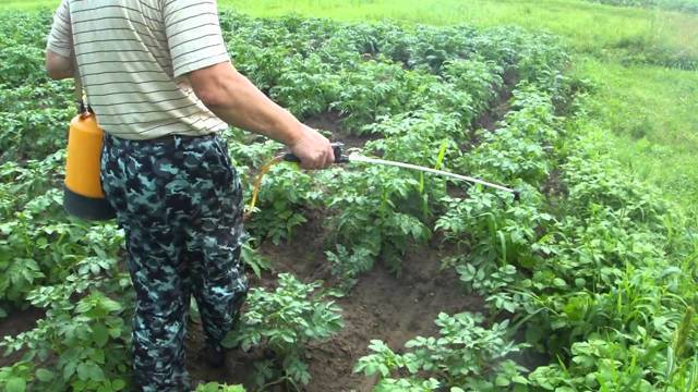 О картофеле ильинский: описание семенного сорта, характеристики, агротехника