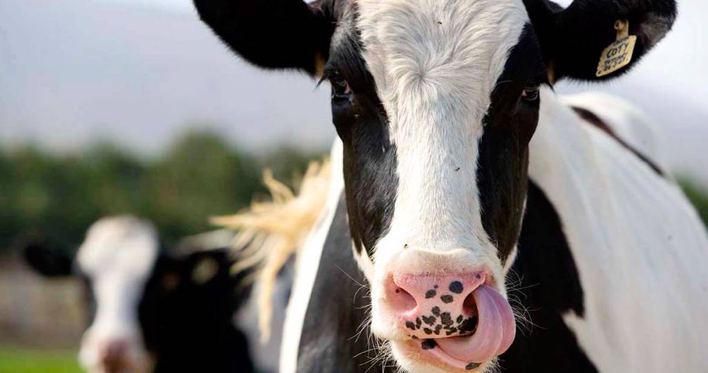 Болезни коров: основные симптомы, их описание, варианты лечения и профилактика заболеваний (110 фото + видео)