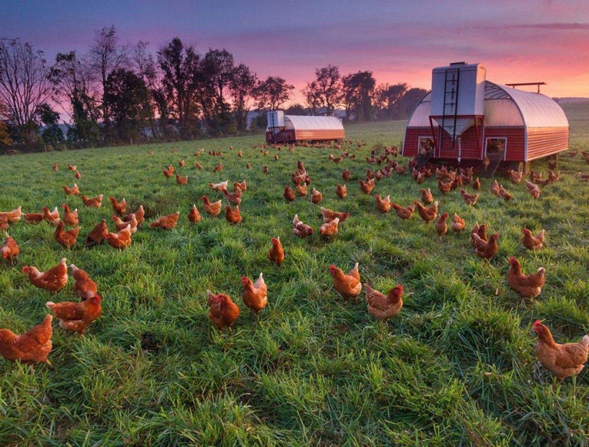 Куриный помет как удобрение: как использовать куриный навоз в качестве удобрения осенью? как разводить для подкормки растений и вносить в почву?