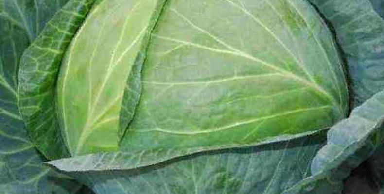 Капуста атрия: 8 особенностей и 12 советов по выращиванию и уходу