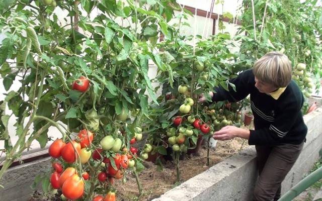 Формирование томатов в 2 стебля в теплице: технология выращивания