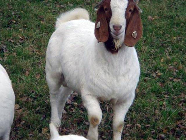 Лучшие породы коз мясного направления: их характеристики и фото