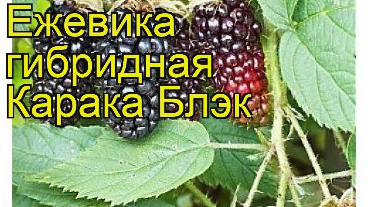 Ежевика: виды и лучшие сорта для выращивания в разных регионах россии, беларуси и на украине