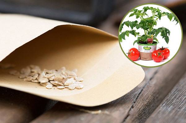 Как подготовить семена помидор к посадке на рассаду, обработка и замачивание