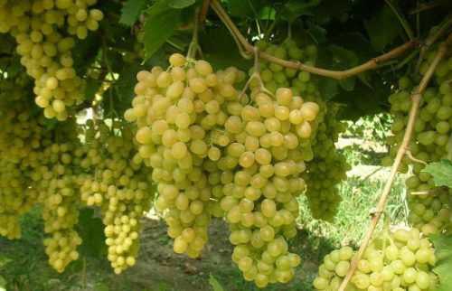 Гибридный виноград валек — особенности и преимущества