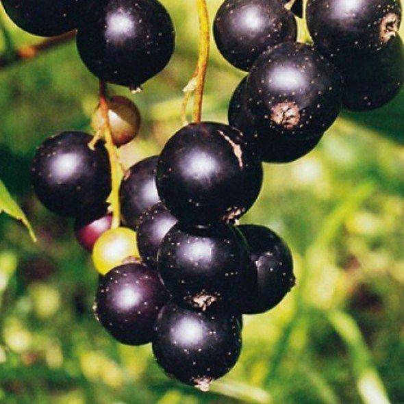 Черная смородина лентяй: описание крупноплодного позднеспелого сорта