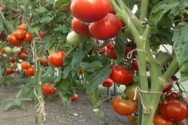 Описание и характеристики урожайного и вкусного гибрида — сорт томата «президент» f1