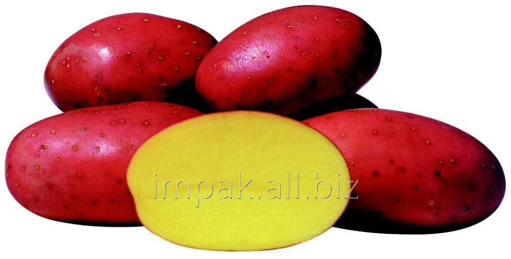 Особенности выращивания семенного картофеля ред соня