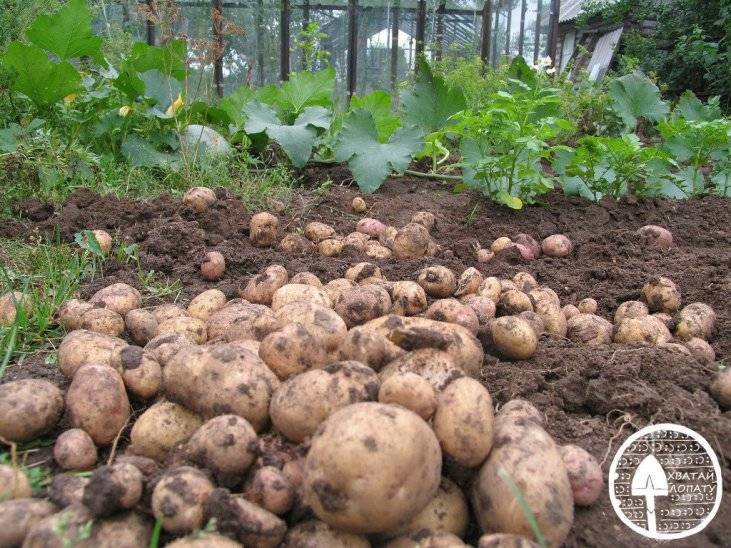 Сорт картофеля «сантана»: характеристика, урожайность, отзывы и фото