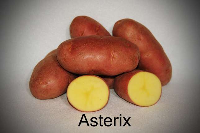 Картофель астерикс: описание сорта, характеристика и фото
