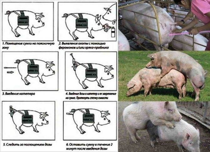 Как определить покрылась свинья или нет в домашних условиях