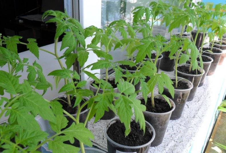 Выращивание помидоров на подоконнике в квартире: правильный уход в домашних условиях, технология от а до я, как посадить на окне семена комнатных томатов в горшок?