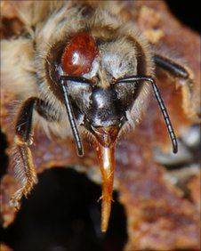 Обработка пчел от клеща осенью - как и чем лучше ' пчелы '