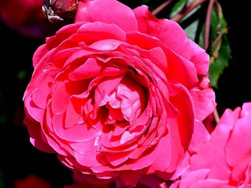 Роза александр маккензи (alexander mackenzie)