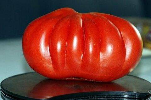 Сорт помидор сто пудов: описание и особенности выращивания