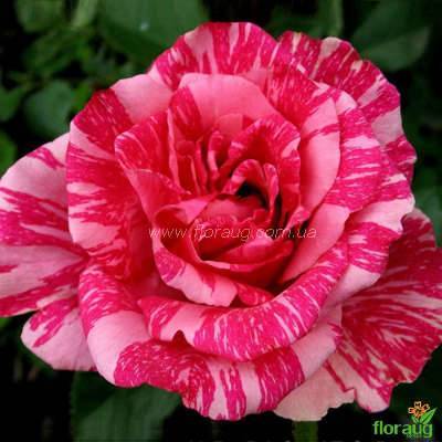 Сорт мускусной розы хэвенли пинк: достоинства непрерывно цветущего цветка