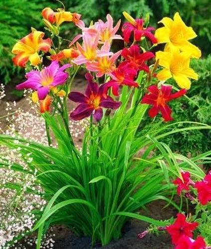 Лилейник: «любимый цветок садовников»