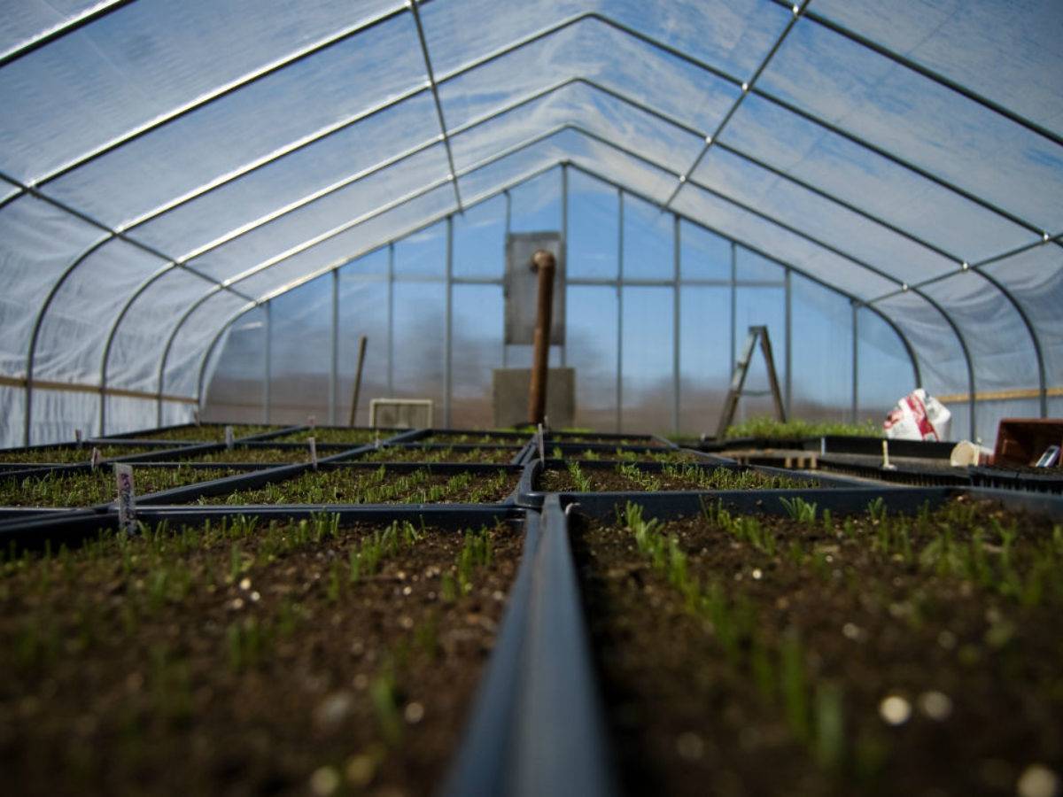 Обработка почвы в теплице весной: как заранее предотвратить возможные напасти