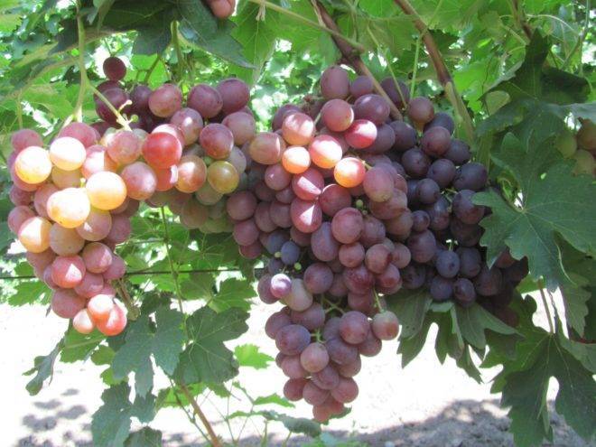 Низина – выгодный сорт винограда