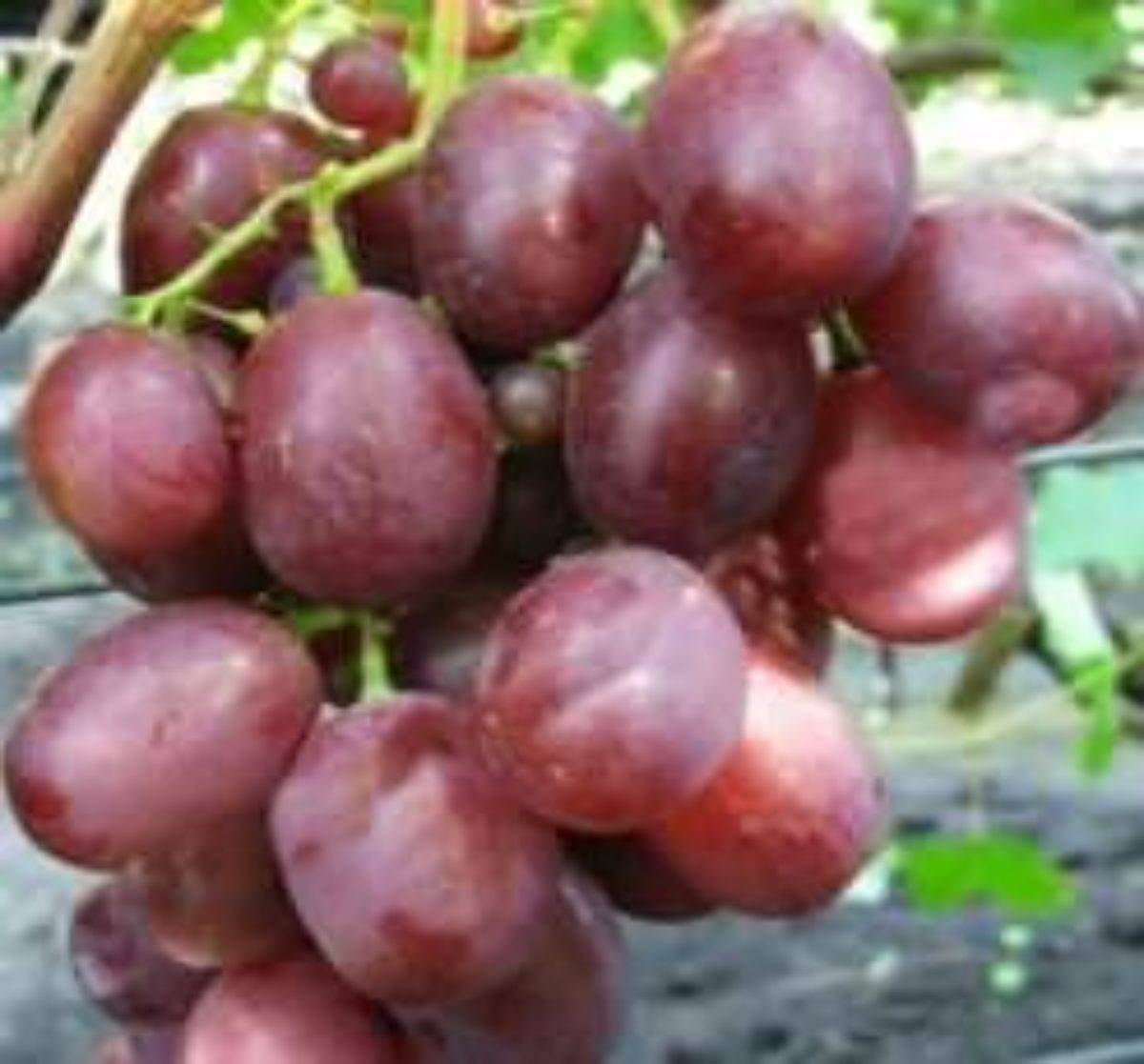 Очень ранний виноград памяти учителя. положительные и отрицательные качества, рекомендации по культивированию