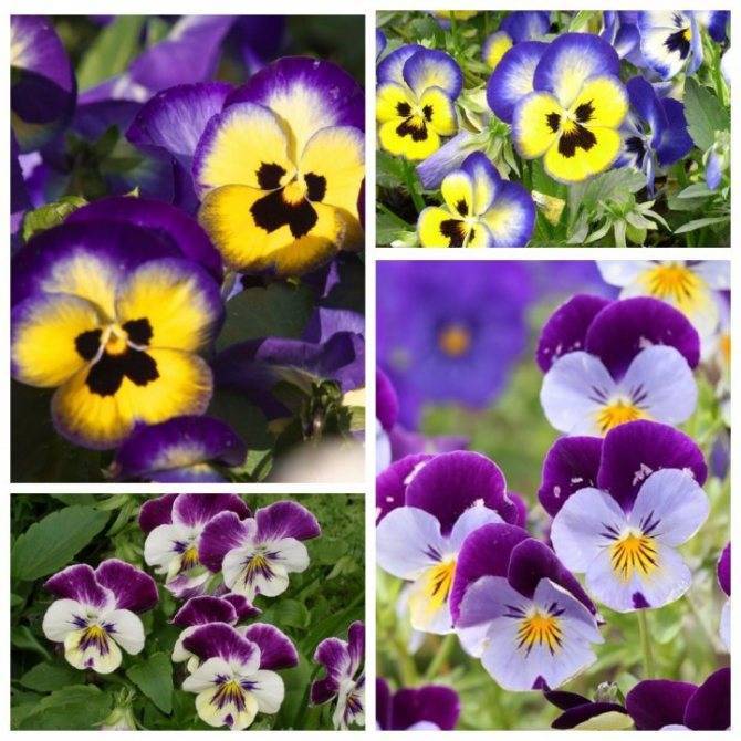Цветы виола: многолетние и однолетние, выращивание из семян, посадка и уход