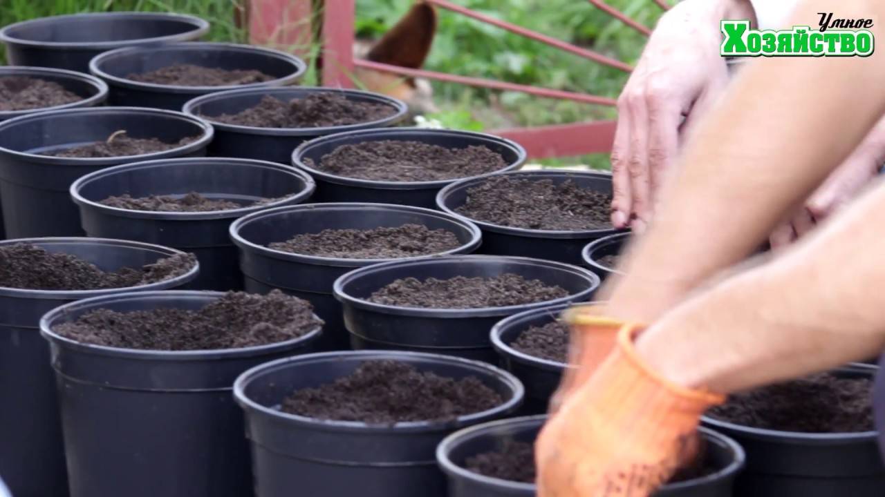 Особенности выращивания клубники в подвесных грядках