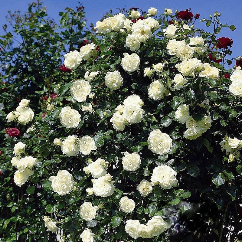 Посадка плетистой розы флорибунда мидсаммер: агротехника выращивания сорта