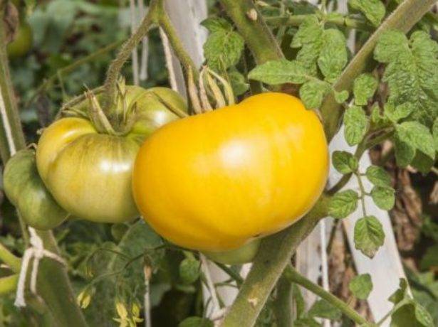 Гигант лимонный: описание сорта томата, характеристики, агротехника