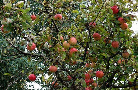 Выращивание и уход за яблоней сорта китайка