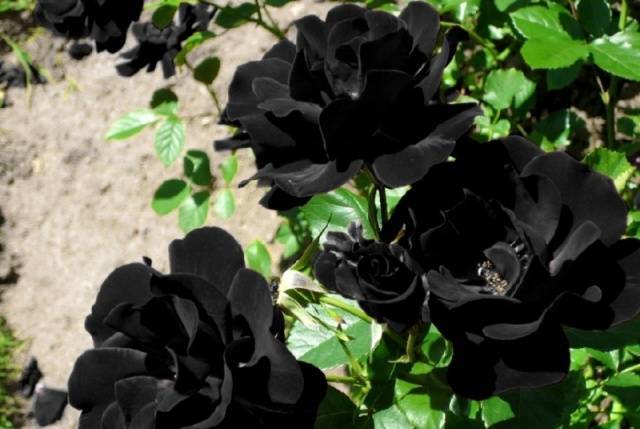 Самые красивые спрей-розы. фото и описания сортов
