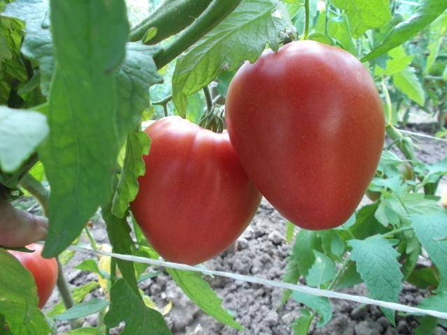 О томате кемеровец: описание сорта, характеристики помидоров, посев