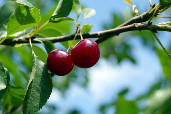 Сад из косточек: 8 фруктовых деревьев, которые можно вырастить из семян без саженцев