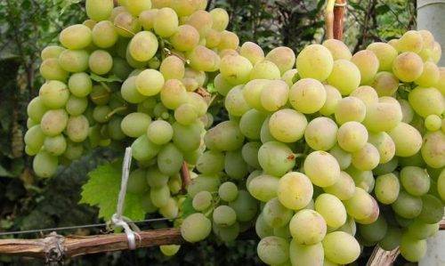 Правила выращивания и ухода за сортом винограда ланселот