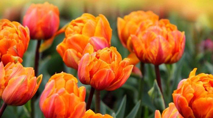 Пионовидные тюльпаны: фото, сорта, описание, выращивание