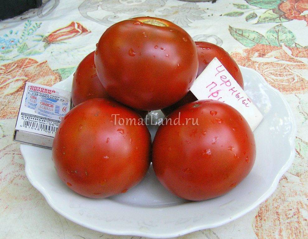 Сорт томата черный мавр